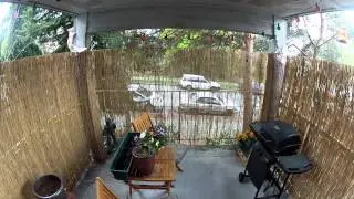 Ninja Warrior Cat