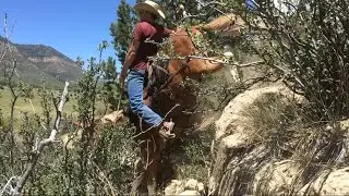 Extreme Mule Riding- Twin Mule Edition