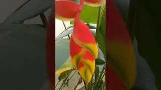 Birds of paradise flower#beautiful #nature #shorts