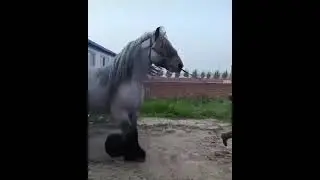 Ardennes Horse