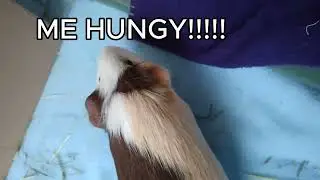 Guinea pig wheeking