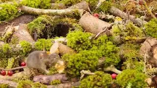 George the Mouse and the log pile family of mice