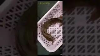 Double head fish