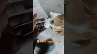 #comedy#funny#cute🤣dog#manjesh #youtube short video dog puppy love street dog love manjesh moto🥰vlog