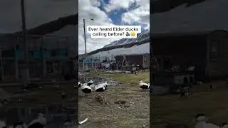Ever heard Eider Ducks calling? 🤣🤣🤣