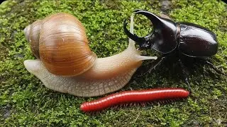 Millipede, Snail & Rhino Beetle Coexistence! Rare Wildlife Footage 