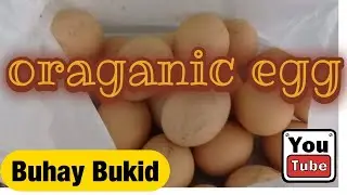 Organic Egg harvest | update sa ating mga manok