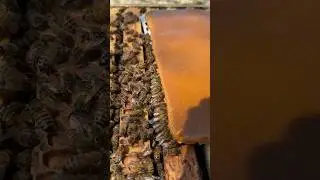 Feeding my bees pollen patties #beekeeping #beekeeper #bees #beehive #pollen #pollenpatties