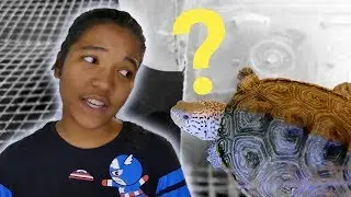 My Turtle ISN'T Basking? How to get turtles to BASK