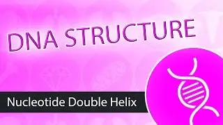 DNA Structure