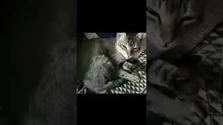 cute cat #shorts #shortvideo #viral #viralvideo #cat #funny #cute