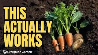 Top 5 Vegetables That Thrive in Clay Soil (Most Gardeners Get This Wrong)