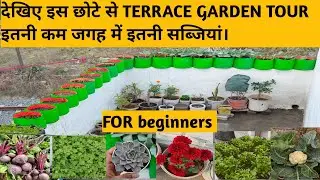 Terrace garden tour overview of small terrace garden. 