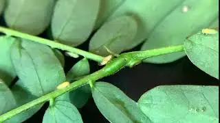psyllids 7886