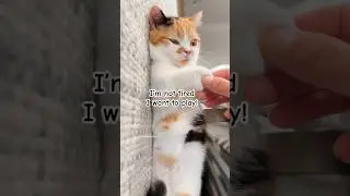 Happens every time 🐱😂 #munchkincats #munchkinkitten #munchkincat #cutekittenvideos