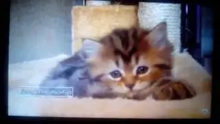 Cute Cats Yawning And Sleeping!