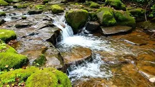 Water Sounds for Sleep or Focus 🍃 Soft Running Water in Quiet Woodland