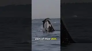 Do Orcas Hunt Dolphins? | Killer Whales vs Dolphins Explained! #dolphin #orca #ocean #predator