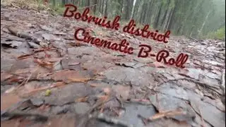 Virtual Forest Walk along Bobruisk district | Cinematic B-Roll