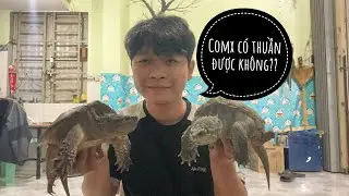 Comx có thuần được không??