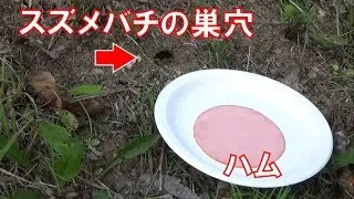 【閲覧注意】スズメバチの巣穴の前にハムを置いたら大変なことになった。