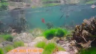 Underwater at Babbacombe Beach.