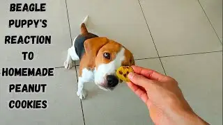 Beagle Puppy's Reaction to Homemade Peanut Cookies - Dog Reaction Video #dog #beagle #dogvideo #cute