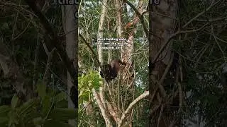 Monkeys are just too perfect #monkey #seo #1klikes #godscreation #5millionviews
