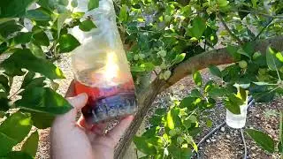 C&oacute;mo podar tomateras para que no cojan enfermedades