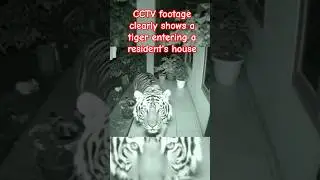 CCTV footage clearly shows a tiger entering a resident's house #tiger #cctv #animals #wildanimals