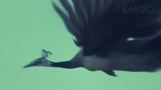 Hill and Peacock