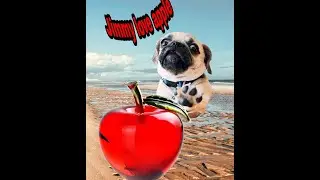 Jimmy (pug) love apple..❤️❤️
