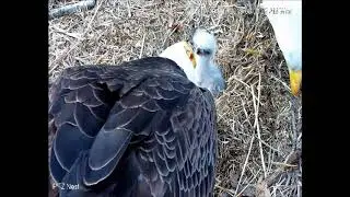 LOTO 4 3 19 team feeding of Puddles, can see beak moving in #2