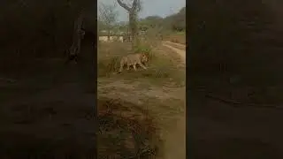 #jimcorbettwildlife jeshi he #lion #nature safari 🦁 ke liye Jaipur lion ♌🦁 safari me aa skthe ho ##