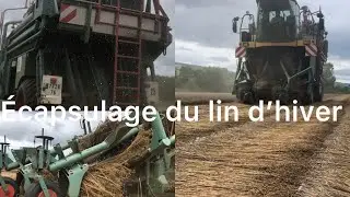 Ecapsulage du lin, avec une écapsuleuse depoortere.