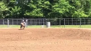 4-16-19 Buckskin Pony