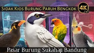 SIDAK KIOS BURUNG PARUH BENGKOK | DI PASAR BURUNG SUKAHAJI BANDUNG