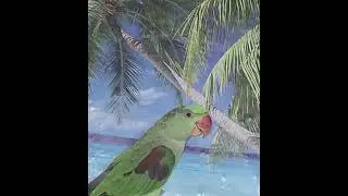 Marele Alexander parrot named Roco (my parrot) edit