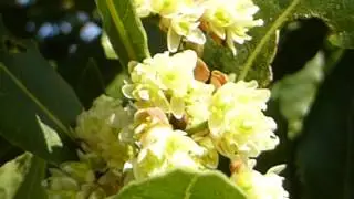 Bay tree - Laurus nobilis - L&aacute;rvi&eth;ur - L&aacute;rvi&eth;arlauf - Matjurt - S&iacute;gr&aelig;nn runni