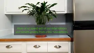 Houseplant Basics
