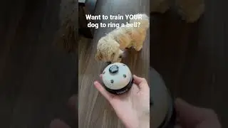 Want to train YOUR dog to ring a bell?