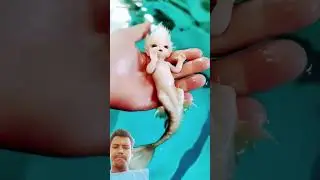 Animals yea Human I am not Sure #cute #mermaid love #animals #doll #sparkle