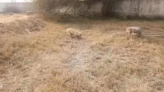 A Bitch (female dog) is saving her food smartly for use in future