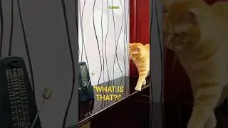 &ldquo;Cat Shocked by Ticking Clock 😹&rdquo;