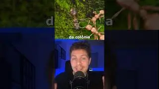 🐜 Fazem Amputa&ccedil;&otilde;es? 🤯 #shorts