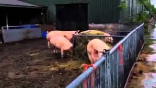 Dutch pig farm