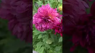 Labyrinth Dahlia&rsquo;s pt2 | #gardenflowers