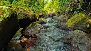 Peaceful Jungle Stream with Mossy Stones | Calming Water Sounds for Relaxation