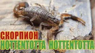 Всё о содержании Hottentotta Hottentotta, возращение легенды.