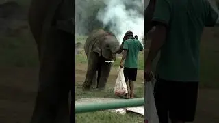 Chitwan National Park|| Elephant|| Brikshya Chhetri